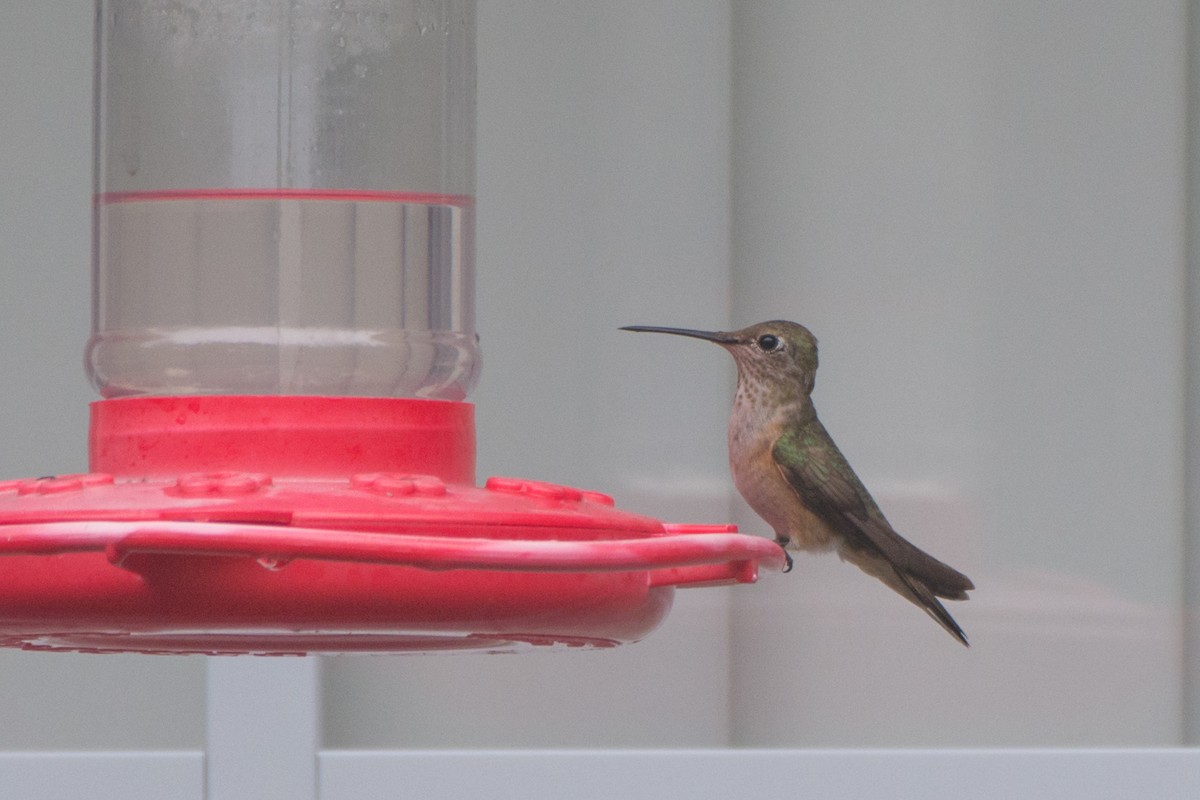 Broad-tailed Hummingbird - Collin Stempien