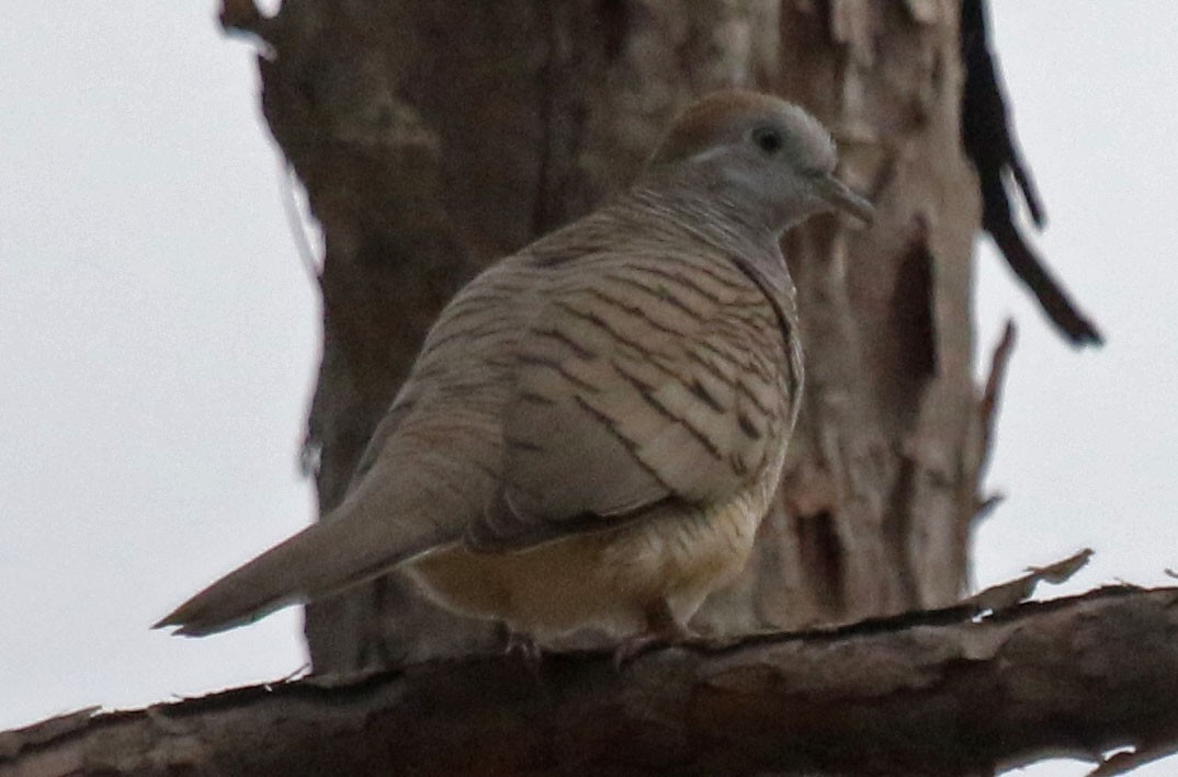 Zebra Dove - Joan and/or George Sims