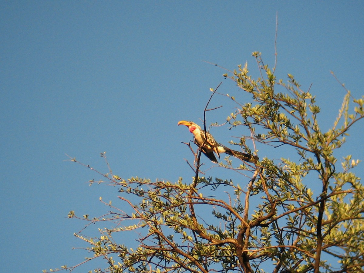 Eastern Yellow-billed Hornbill - John Martin