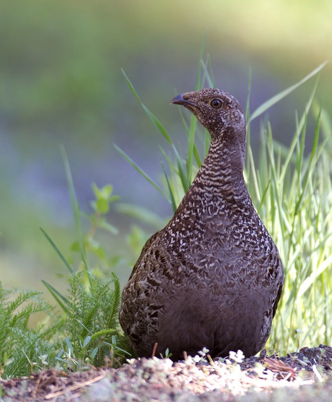 Sooty Grouse - Bill Hubick