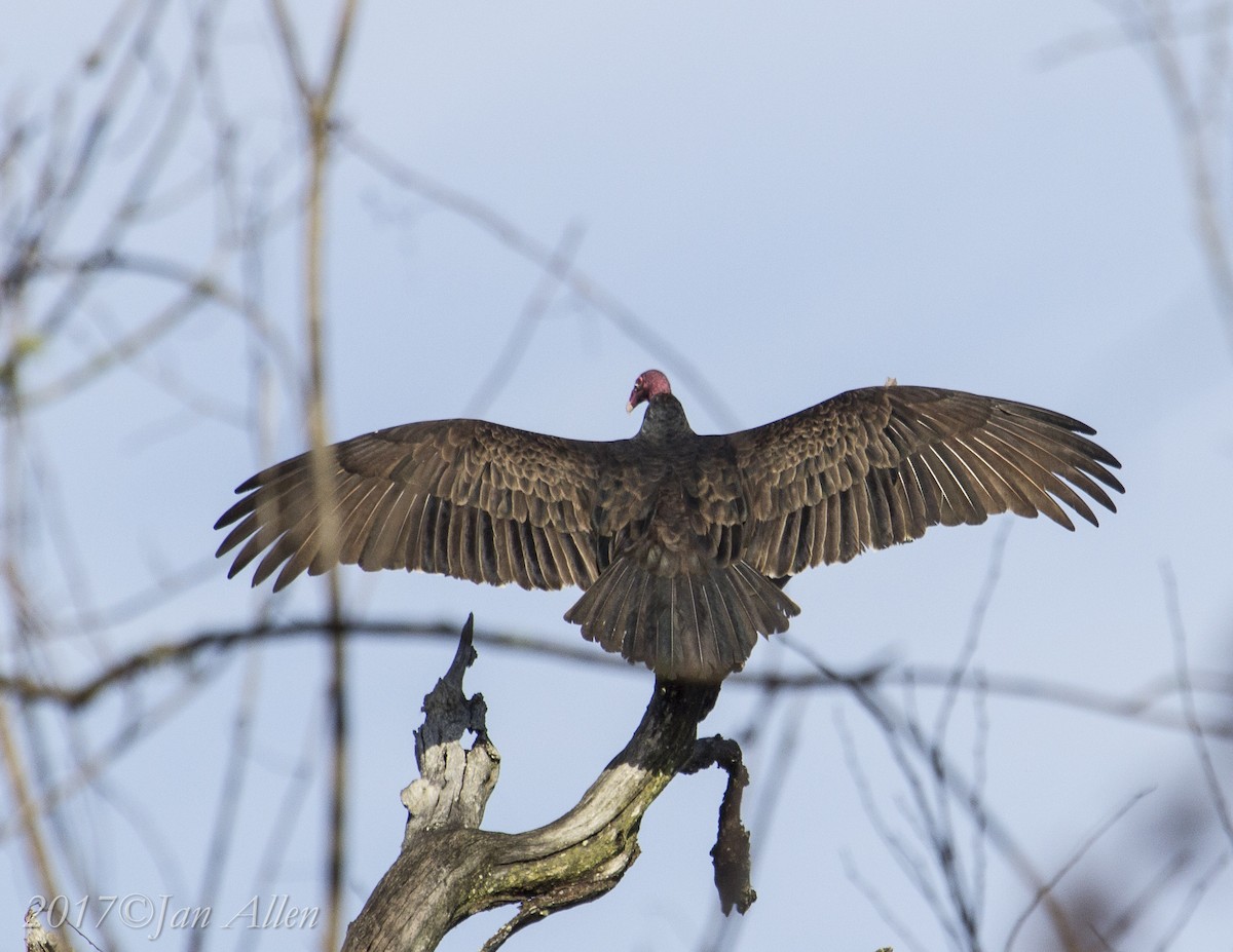 Turkey Vulture - Jan Allen