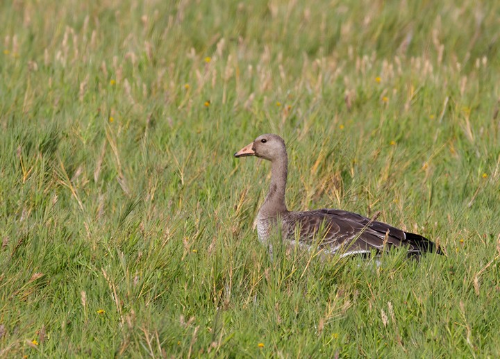 Greater White-fronted Goose - Bill Hubick