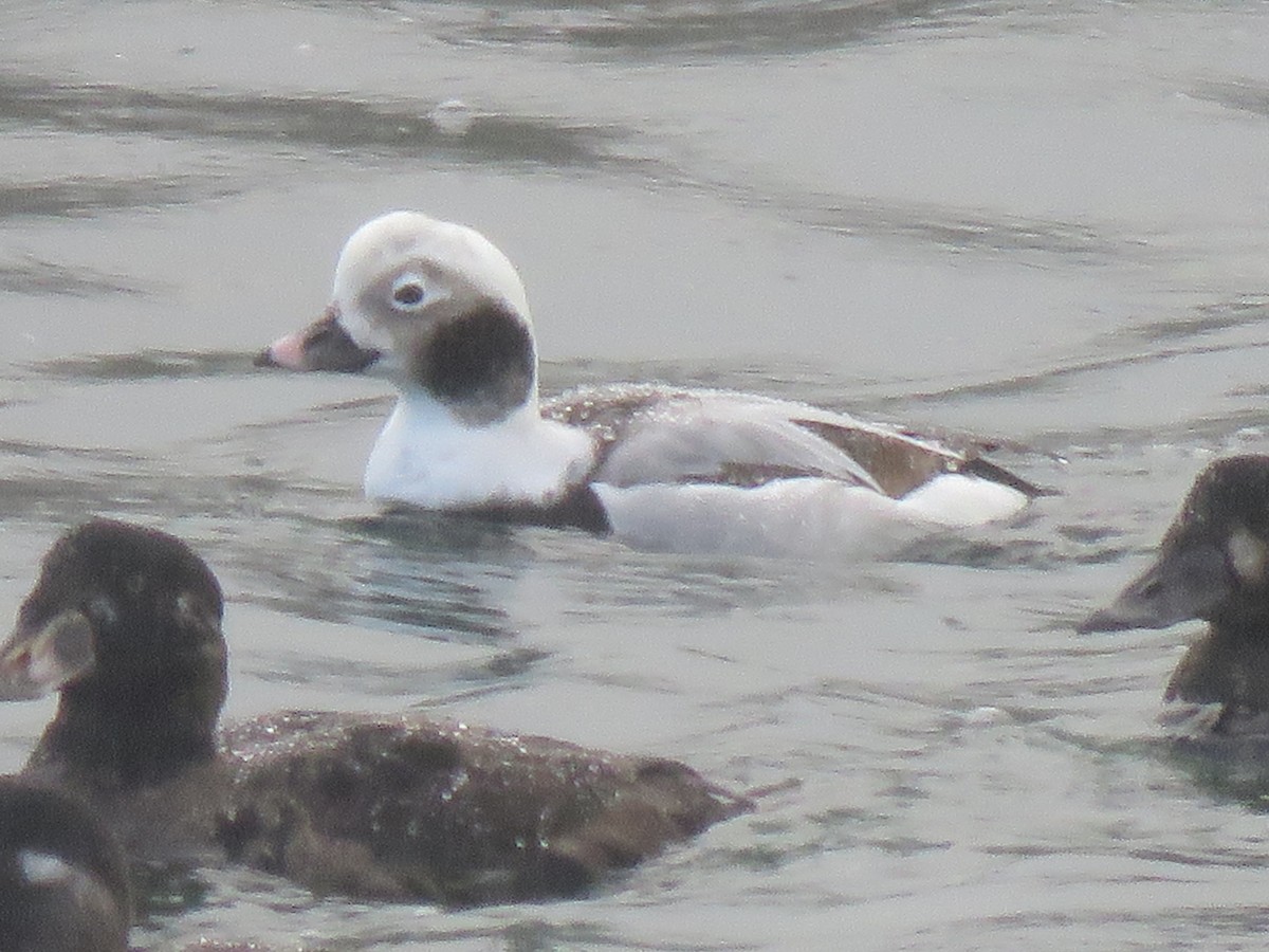 Long-tailed Duck - ML78767671