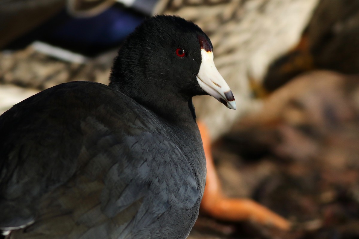 American Coot (Red-shielded) - ML78767961