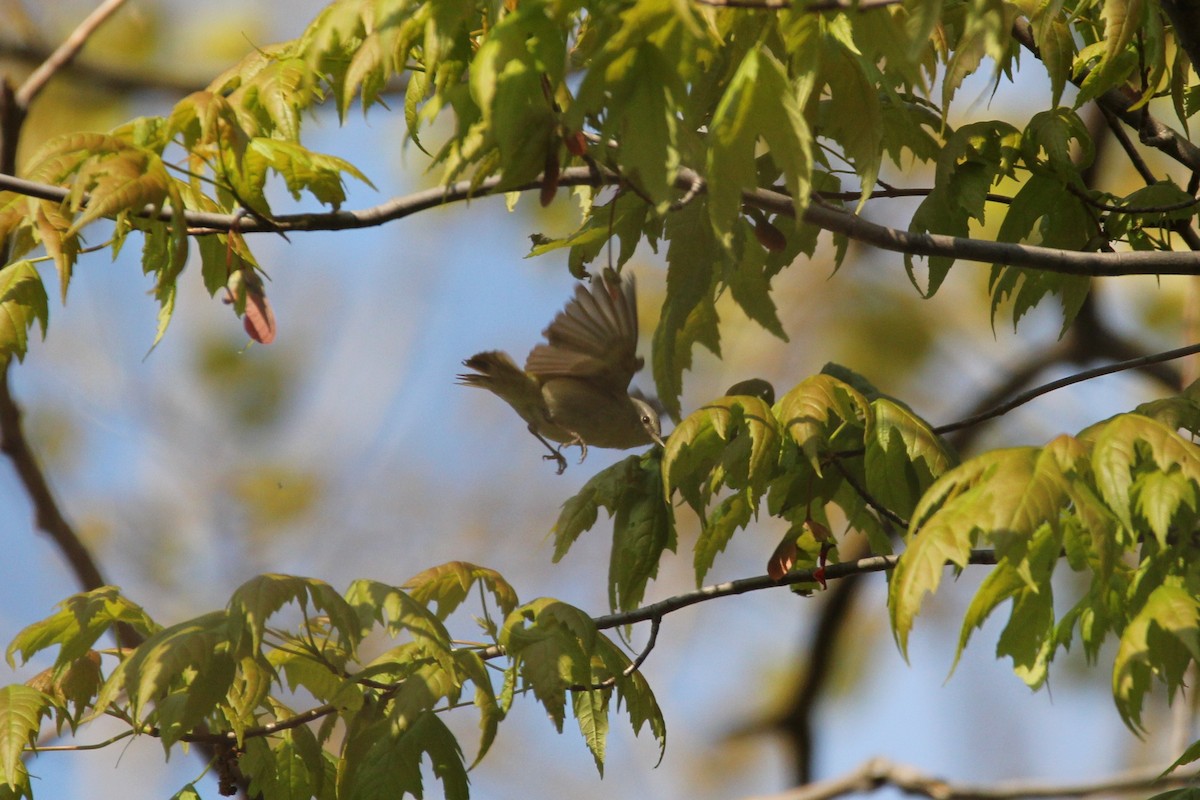 Tennessee Warbler - Quinten Wiegersma
