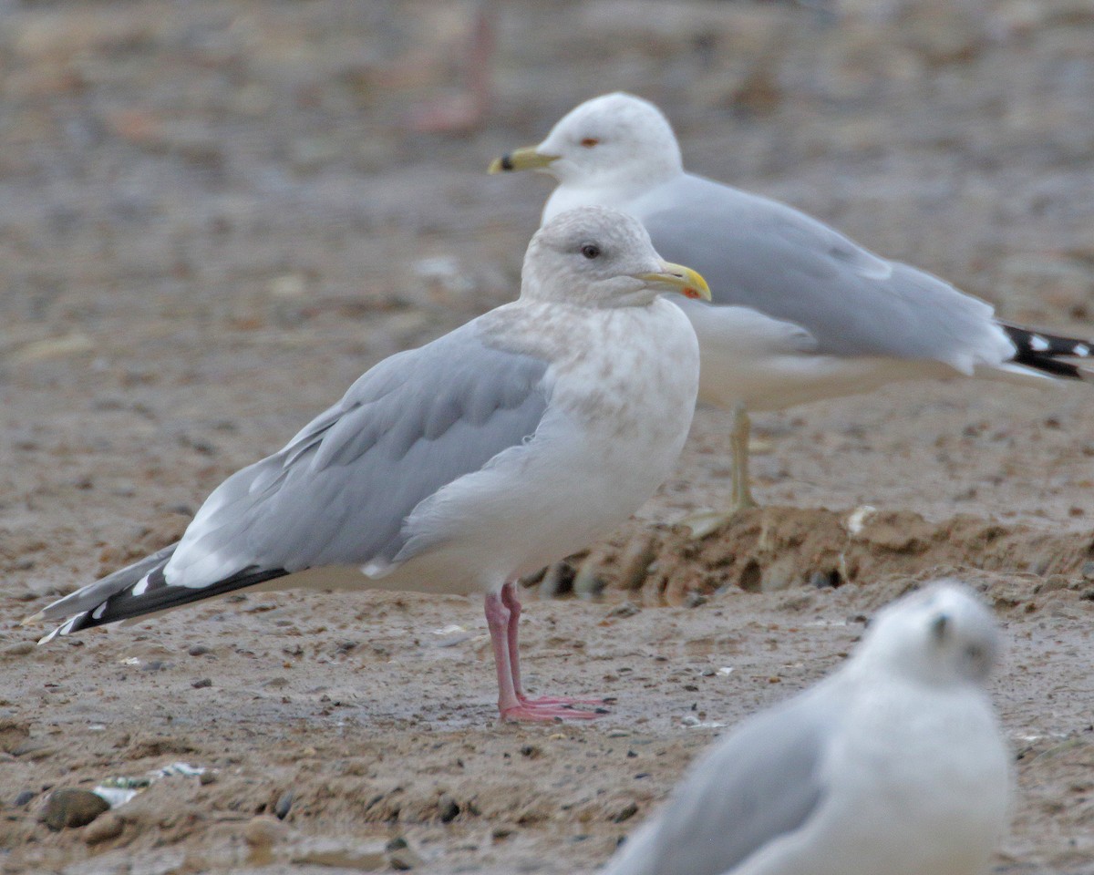 eBird Checklist 20 Dec 2017 Asotin County Regional Landfill 6 species