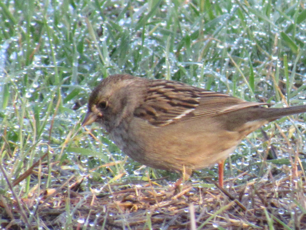 Golden-crowned Sparrow - Rodney Allen
