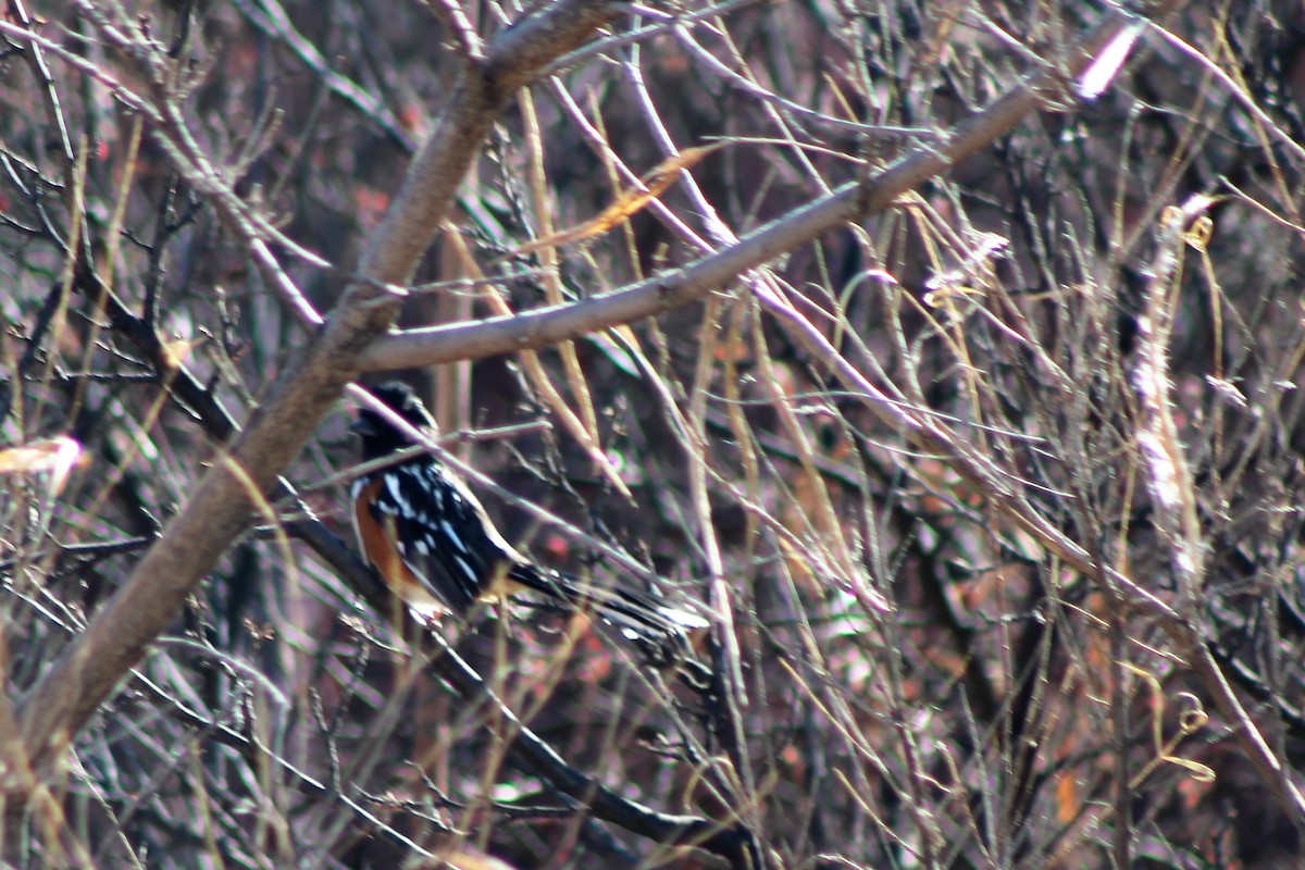 Spotted Towhee - ML78776001