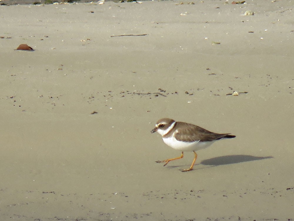 Semipalmated Plover - ML78778861
