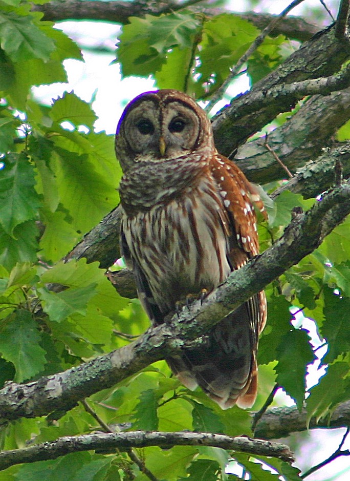 Barred Owl - graichen & recer