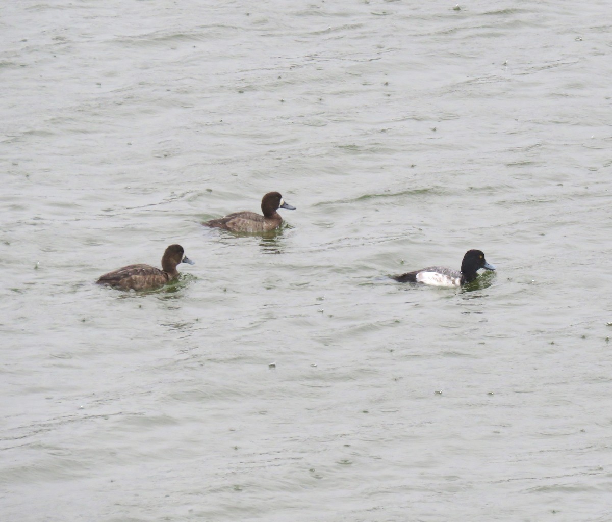 Greater Scaup - Albert Ribes