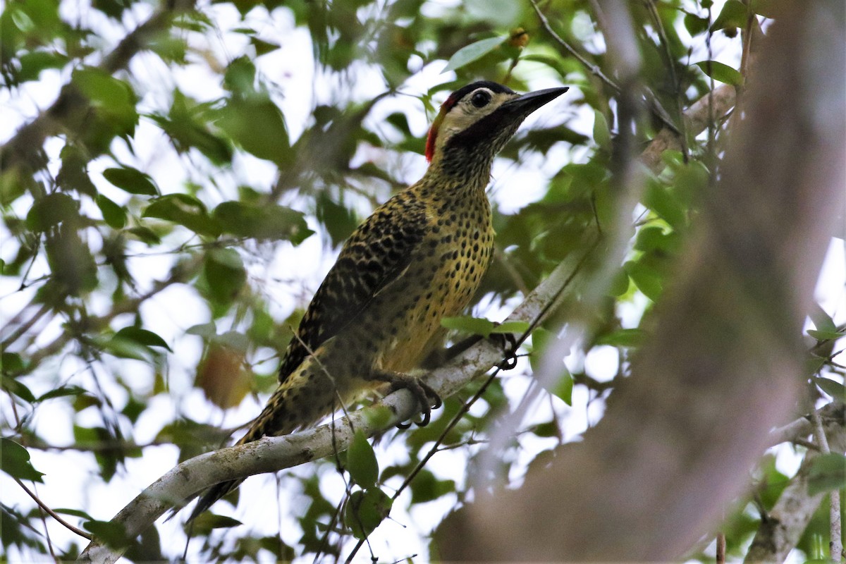 Green-barred Woodpecker - ML78787181