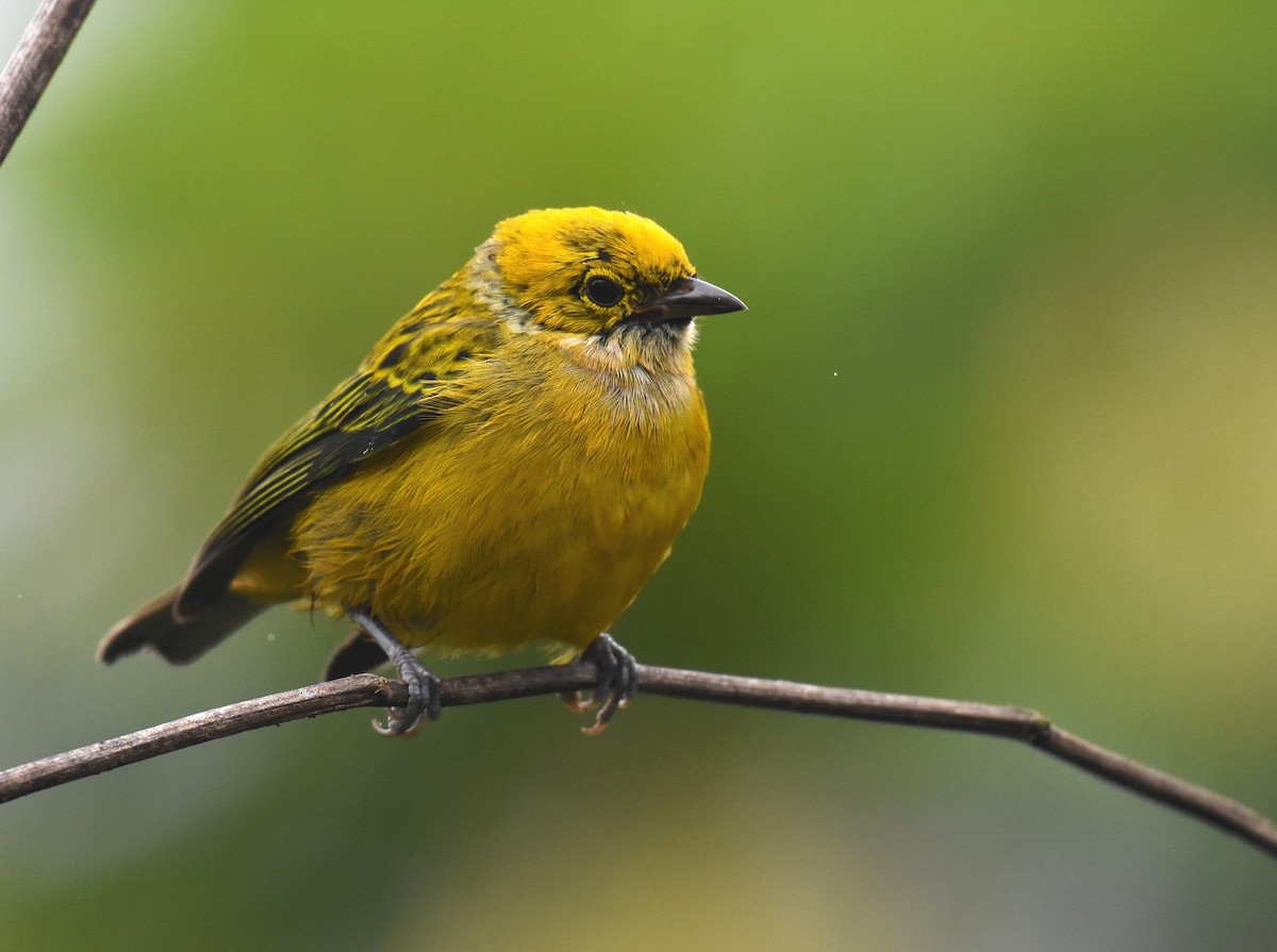 Silver-throated Tanager - ML78792351