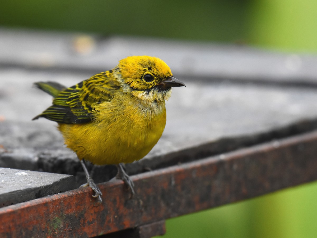 Silver-throated Tanager - ML78792361