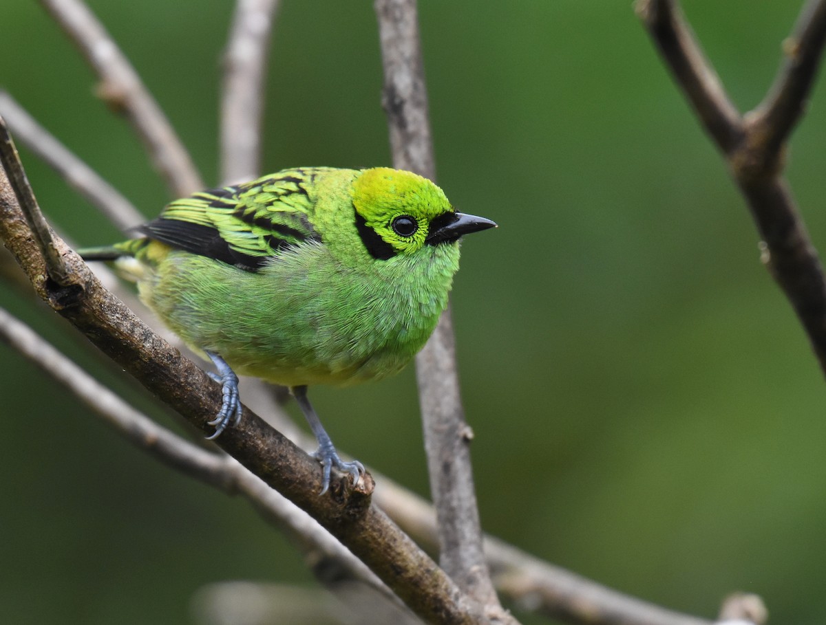 Emerald Tanager - ML78792371
