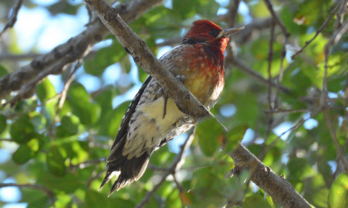 Red-breasted Sapsucker - Douglas Hall