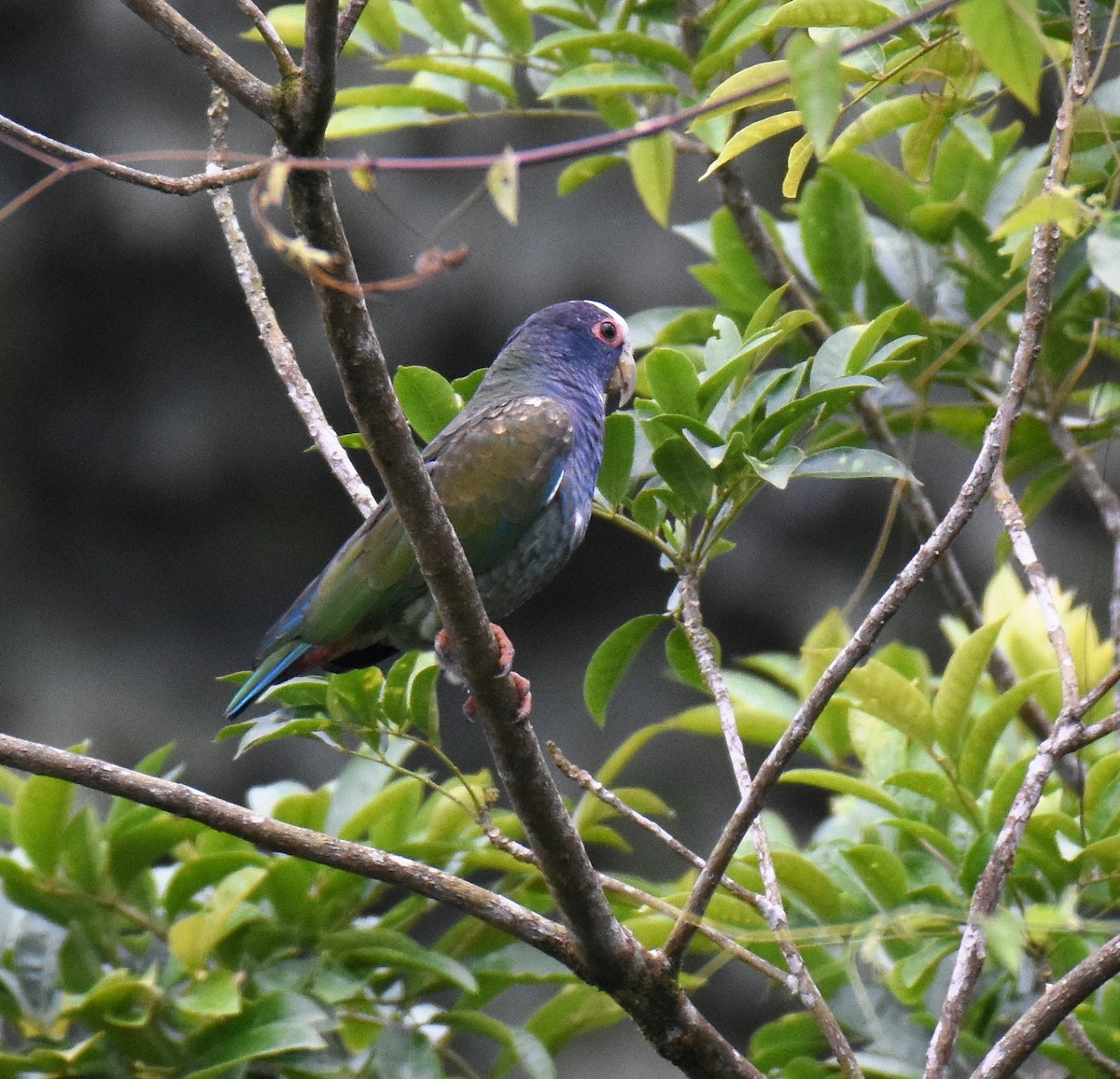 White-crowned Parrot - ML78793761