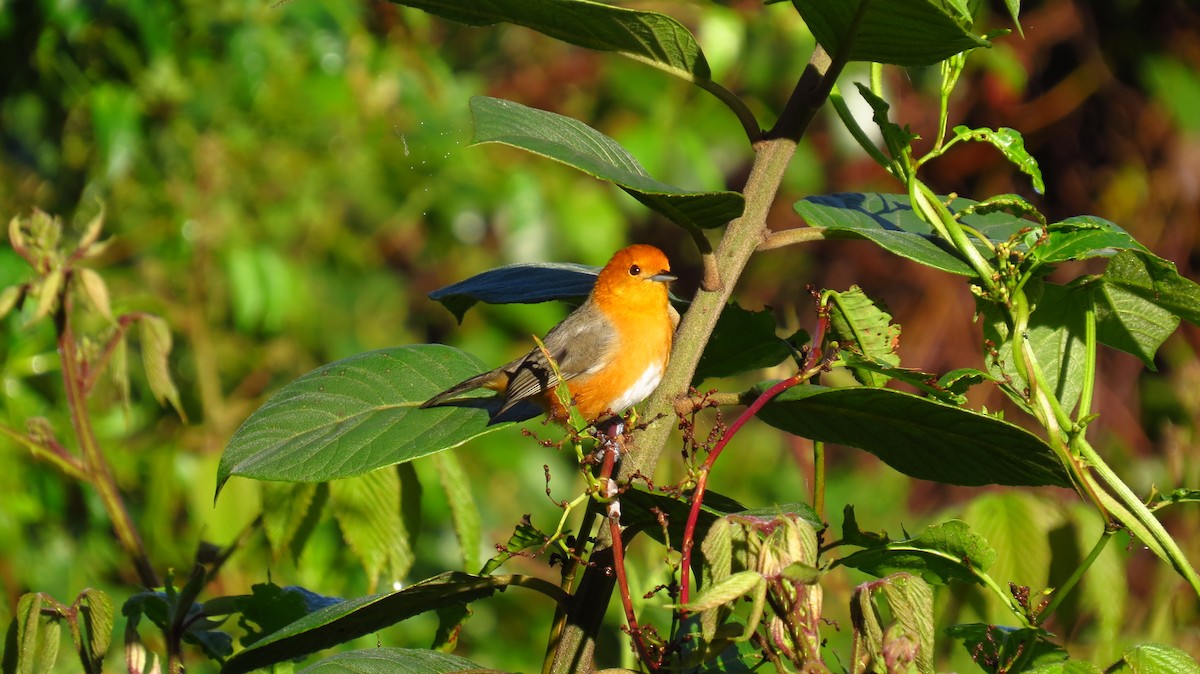 Rufous-chested Tanager - ML78794641