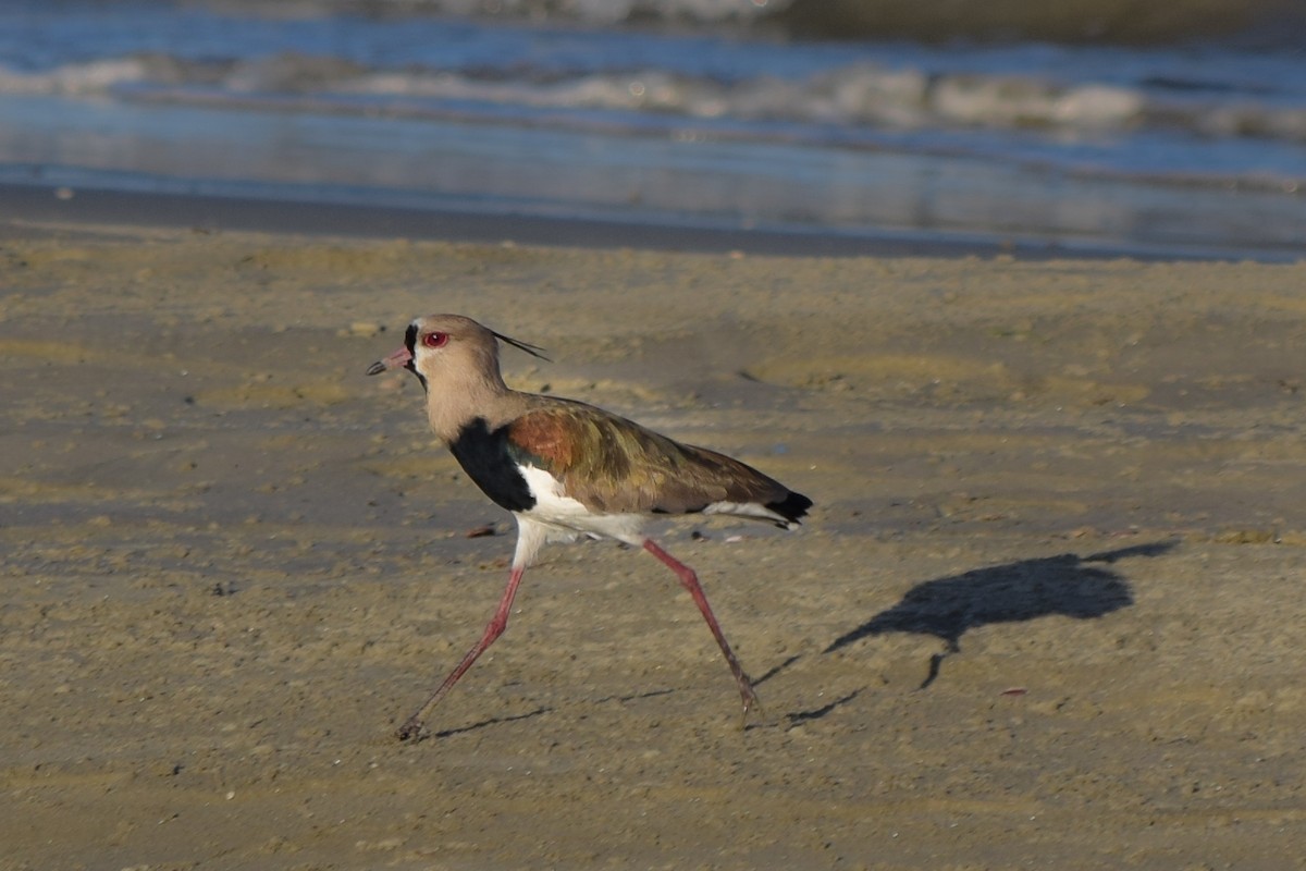 Southern Lapwing - Carlos V. Sucre