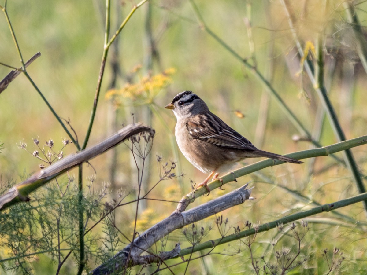 White-crowned Sparrow - Lee Friedman