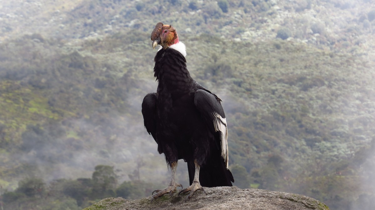 Andean Condor - Jorge Muñoz García   CAQUETA BIRDING