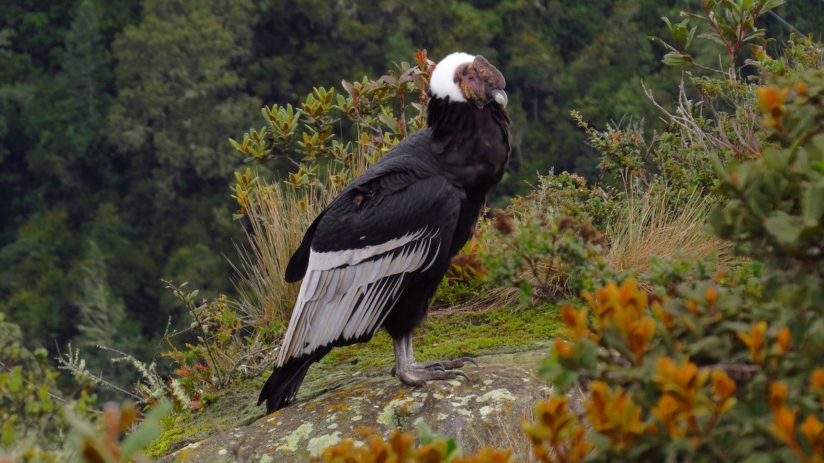 Andean Condor - ML78796721