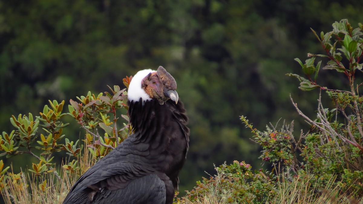 Andean Condor - ML78796741