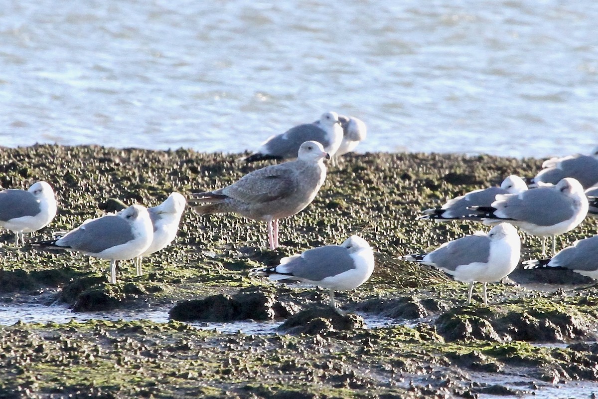 ML78796851 Herring x Glaucouswinged Gull (hybrid) Macaulay Library