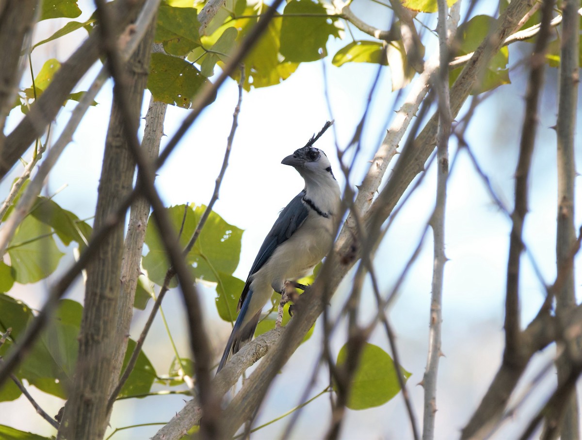 White-throated Magpie-Jay - ML78797871