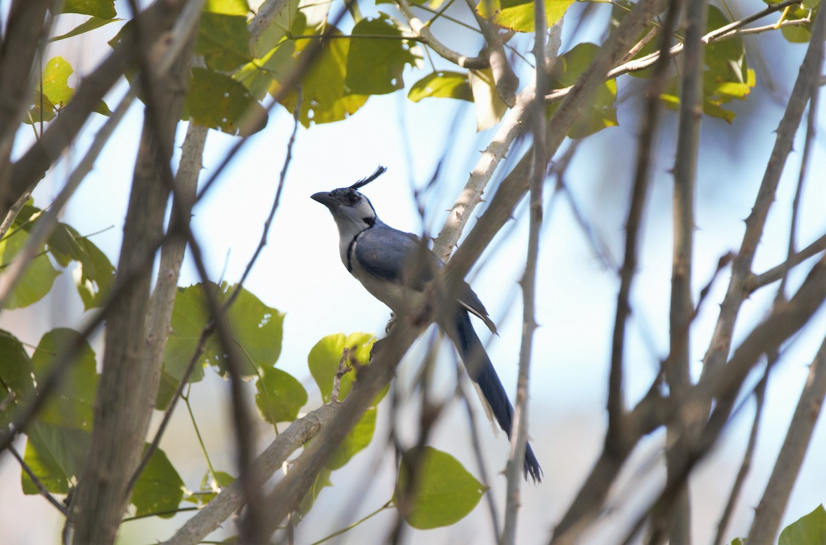 White-throated Magpie-Jay - ML78797881