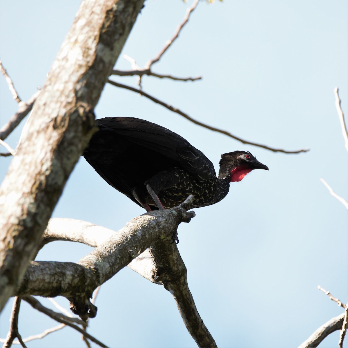 Crested Guan - Michael Muchmore