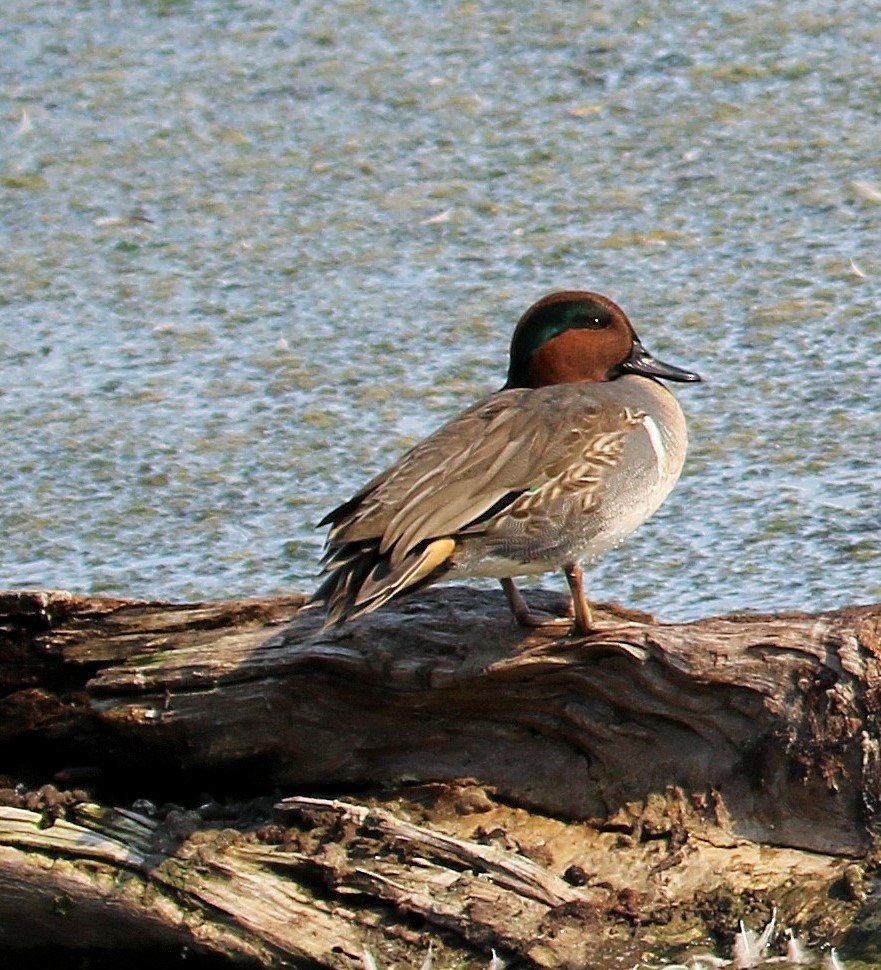 Green-winged Teal - ML78798561