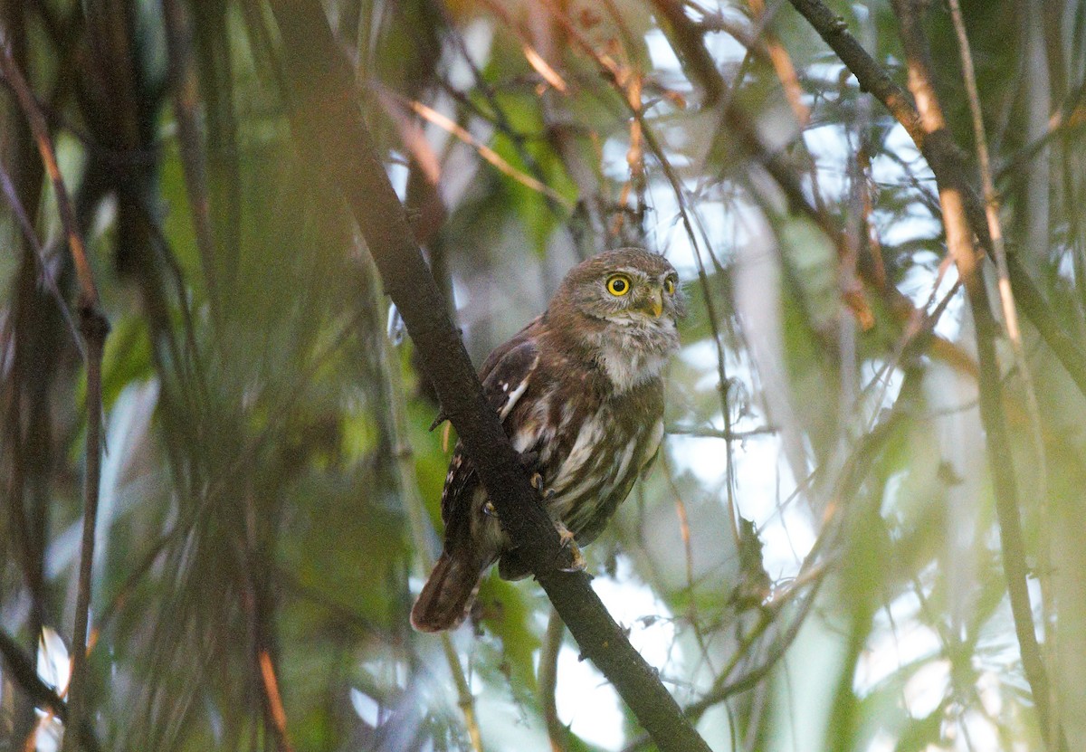 Ferruginous Pygmy-Owl - ML78799691