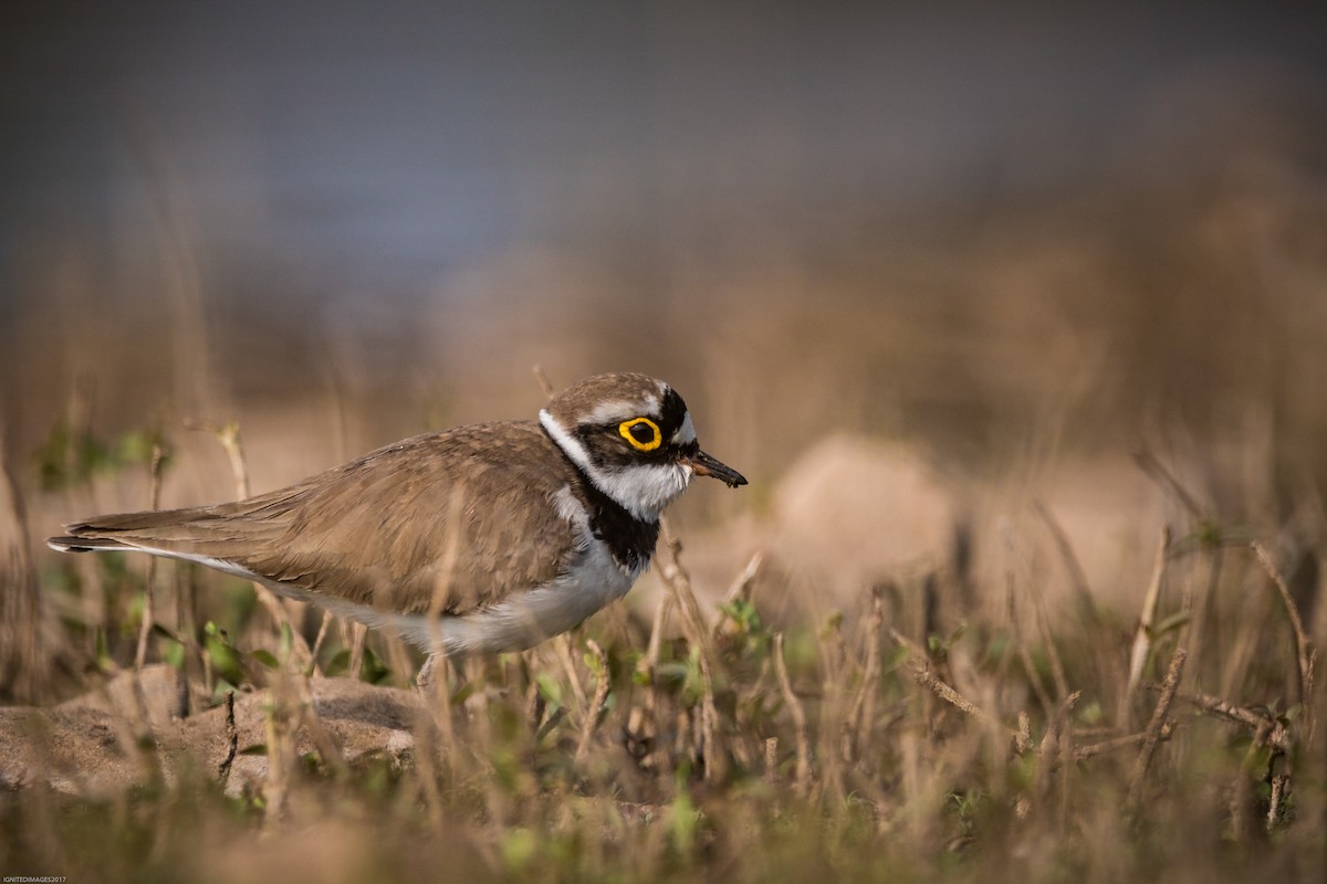Little Ringed Plover - Indranil Bhattacharjee