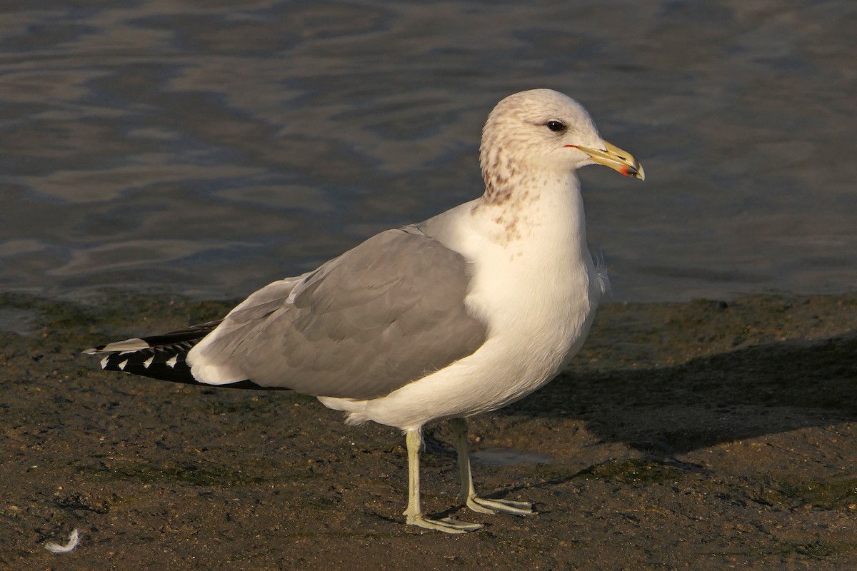 California Gull - Robert Hamilton