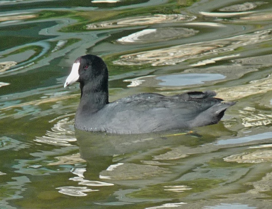 American Coot (White-shielded) - Lauri Taylor