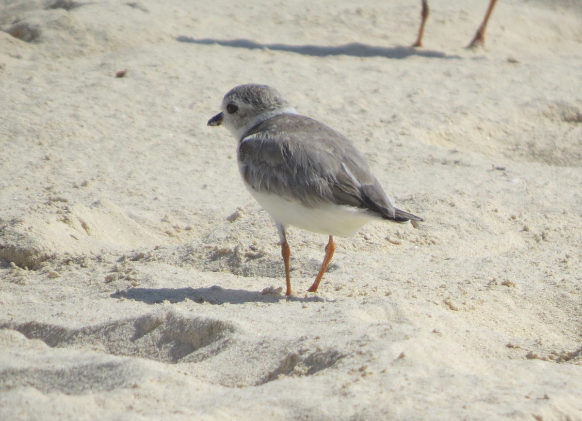 Piping Plover - ML78806751