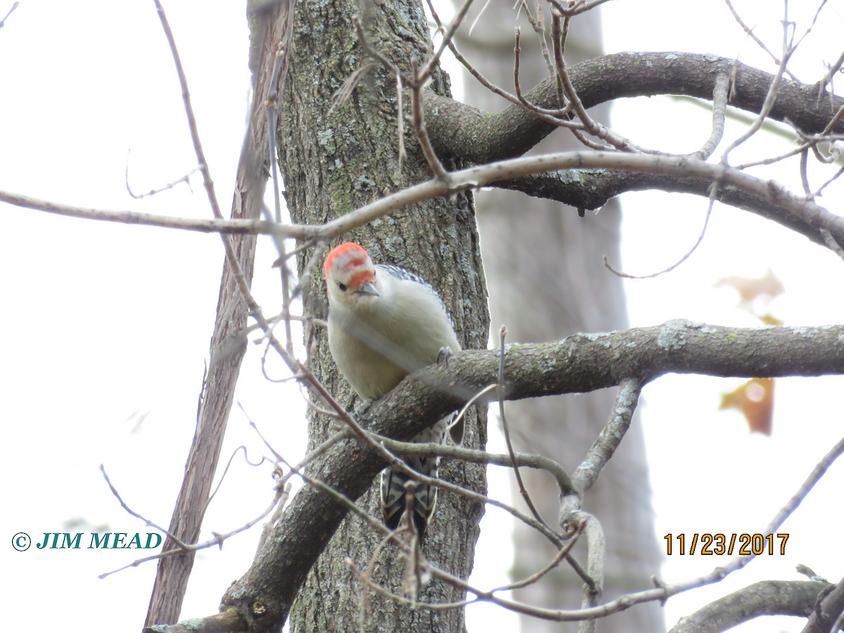 Red-bellied Woodpecker - ML78810771