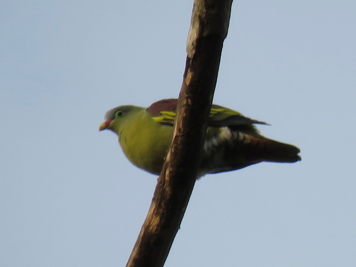 Thick-billed Green-Pigeon - ML78811141