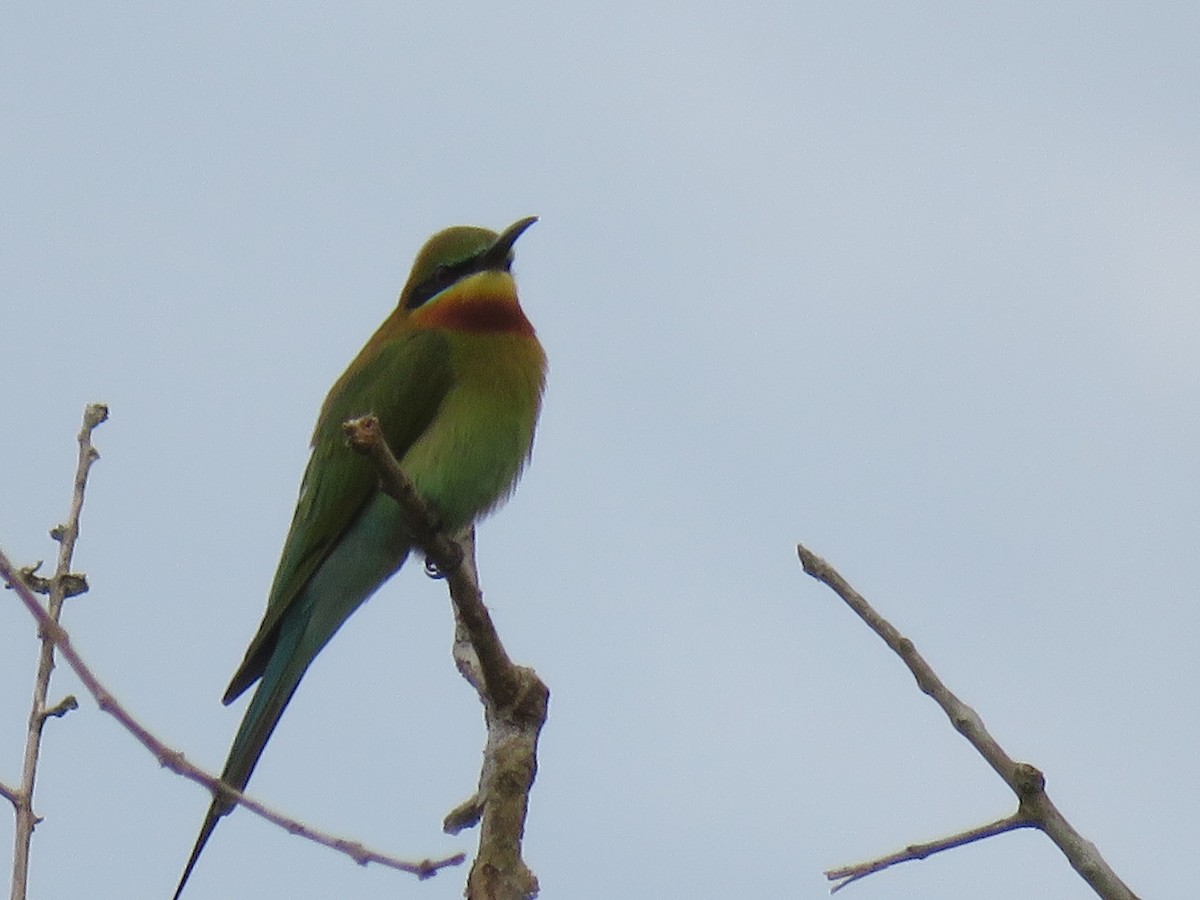 Blue-tailed Bee-eater - ML78812111