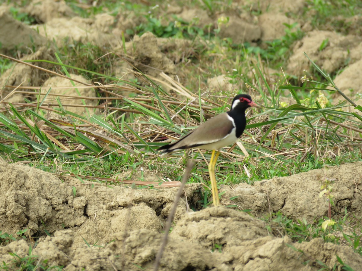 Red-wattled Lapwing - Ursula K Heise