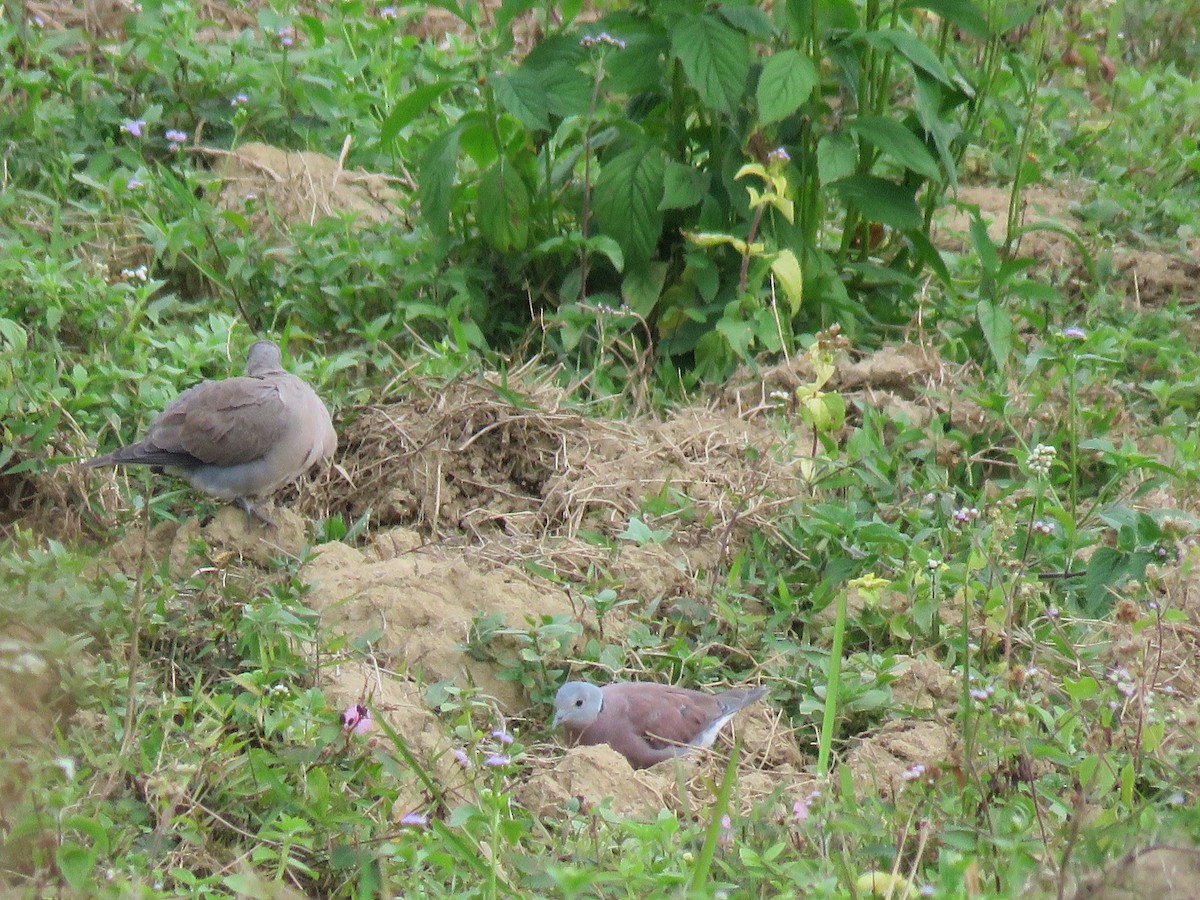 Red Collared-Dove - ML78812351