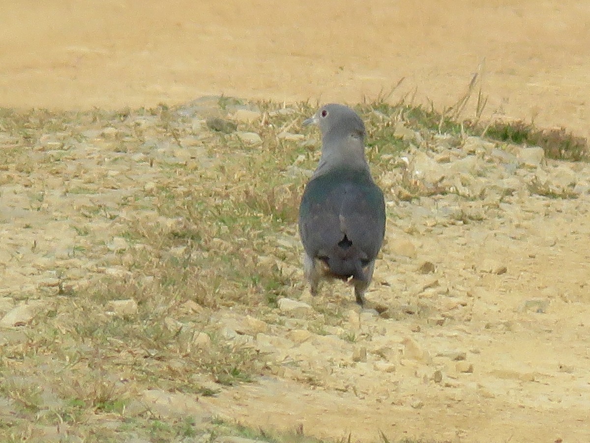 Green Imperial-Pigeon - ML78812611