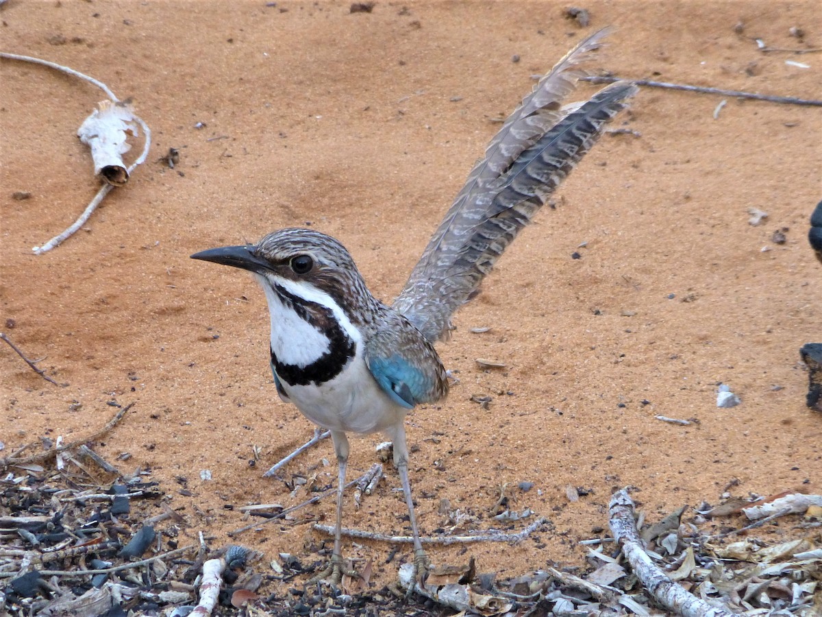 Long-tailed Ground-Roller - ML78815531