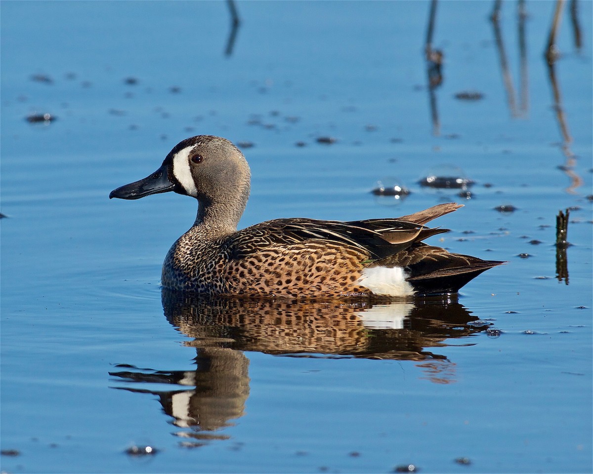 Blue-winged Teal - ML78816891