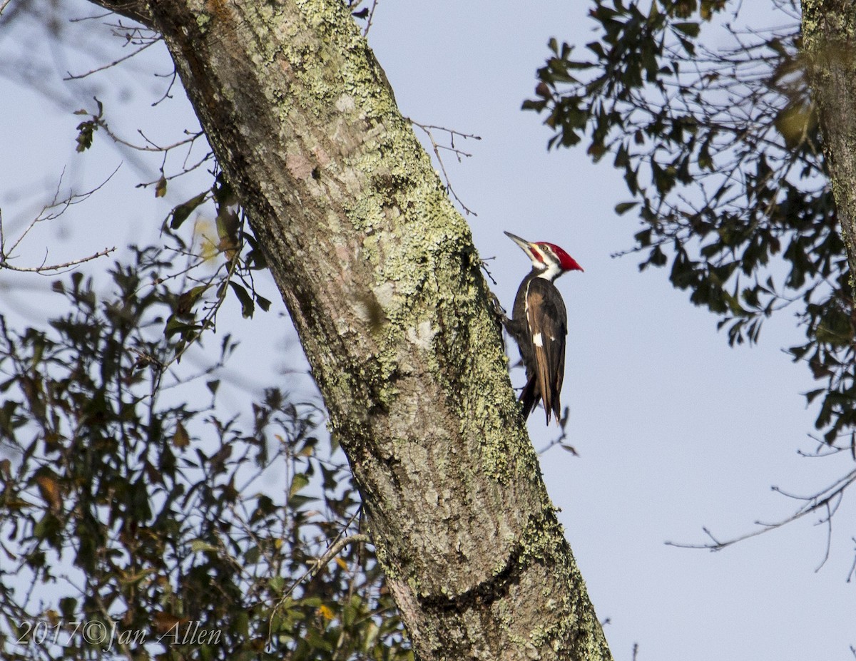 Pileated Woodpecker - Jan Allen