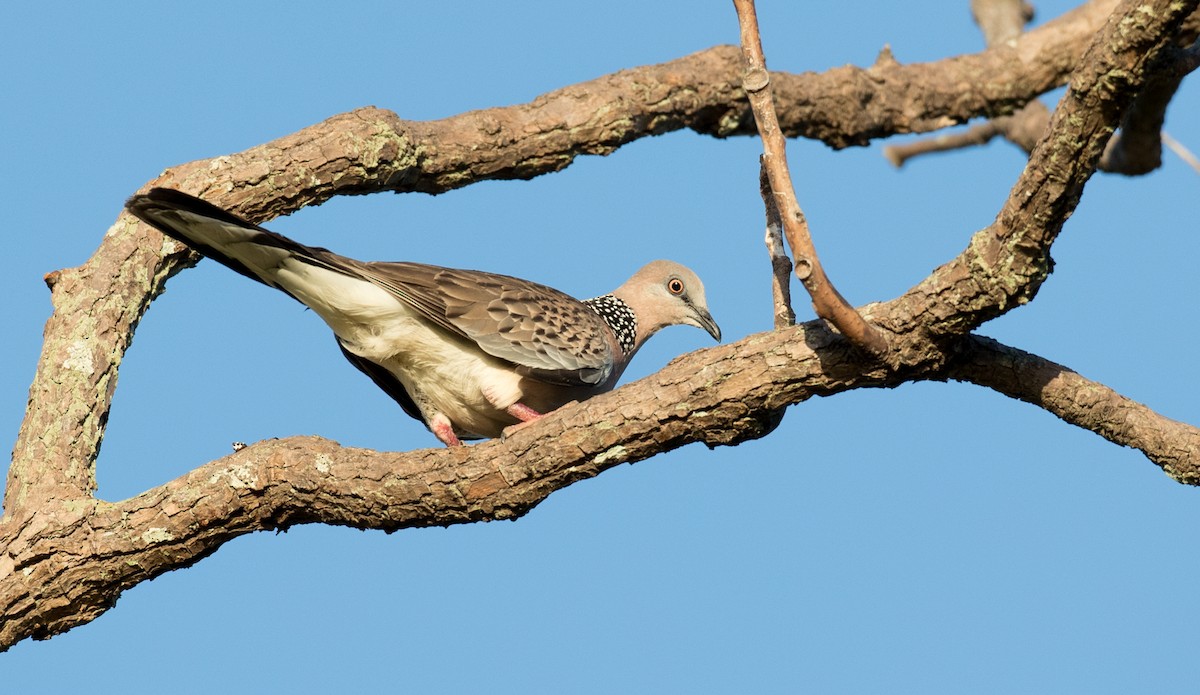 Spotted Dove - ML78817951