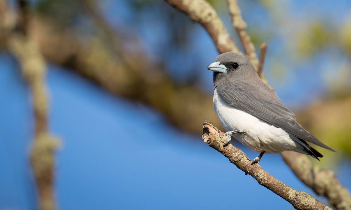 White-breasted Woodswallow - ML78818061