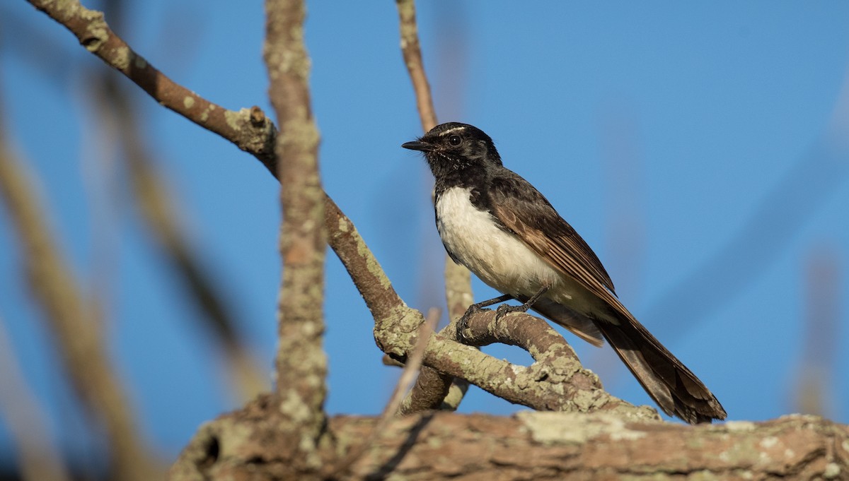 Willie-wagtail - ML78818091