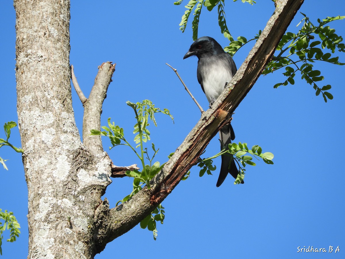 White-bellied Drongo - Sridhara B A